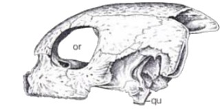 Cranio di tartaruga